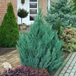 Можжевельник китайский Стрикта