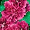 Шток-роза Королевская пурпурная фото 1 