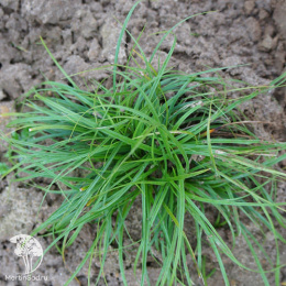 Осока сизая