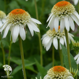 Эхинацея Милкшейк