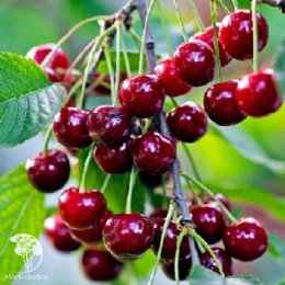 Вишня Тургеневка