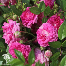 Роза плетистая Супер Дороти