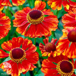 Гелениум Челси