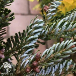 Пихта корейская Сильвер Стар