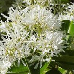 Снежноцвет (Хионантус) притупленный