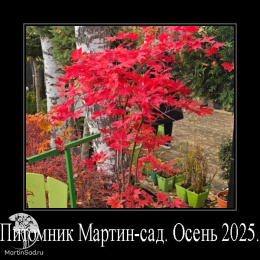 Клён пальмолистный Ака-шигитатсу-сава