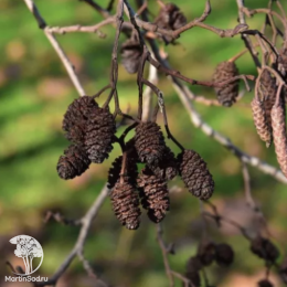Ольха чёрная