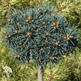 Ель колючая Брунек на штамбе