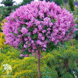 Сирень Мейера Палибин на штамбе