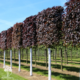 Бук лесной Атропуницеа