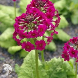 Примула японская Миллерз Кримсон