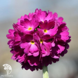 Примула мелкозубчатая Рубра