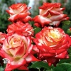 Роза чайно-гибридная Императрица Фарах фото 3 