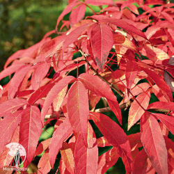 Клён маньчжурский