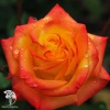 Роза флорибунда Румба на штамбе фото 1 