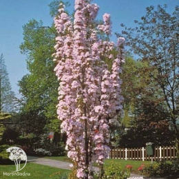 Вишня мелкопильчатая Аманогава