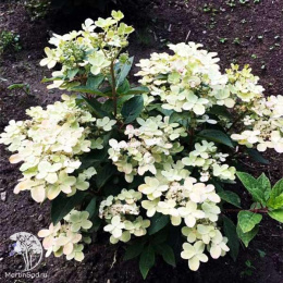 Гортензия метельчатая Полестар