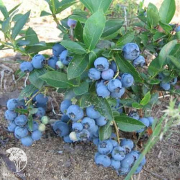 Голубика высокорослая Денис Блю