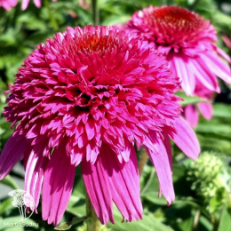 Эхинацея Секрет Аффаир