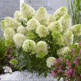 Гортензия метельчатая Скайфолл