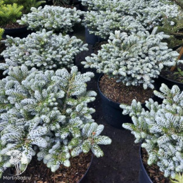 Пихта корейская Когоутс Айсбрекер на штамбе