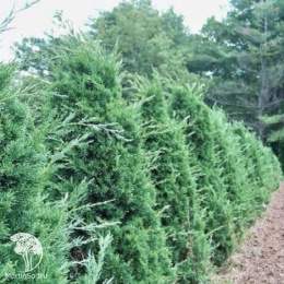 Можжевельник китайский Айова