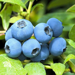 Голубика высокорослая Шантеклер
