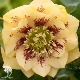 Морозник восточный Дабл Элен Еллоу Споттид