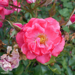 Роза Элфрид