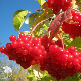 Калина обыкновенная Ульгень