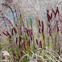 Кровохлёбка лекарственная Блэксорн