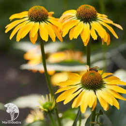 Эхинацея пурпурная Голден Скиппер