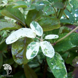 Акебия пятилисточковая Вариегата