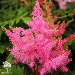 Астильба гибридная Юник Пинк