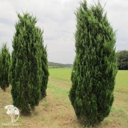 Можжевельник китайский Спартан