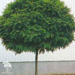 Робиния Умбракулифера на штамбе