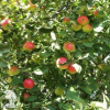 Сверхвыгодный комплект! Яблоня Вишнёвое + опылитель яблоня Пепин Шафранный фото 4 