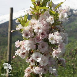 Вишня мелкопильчатая Аманогава на штамбе