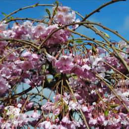 Вишня косматая Пендула Плена Розеа на штамбе