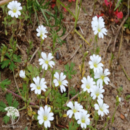 Cerastium arvense Ясколка луговая
