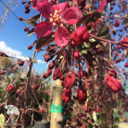 Яблоня Роял Бьюти на штамбе