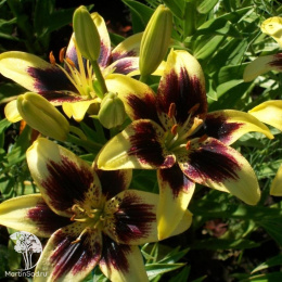 Лилия Изи Данс