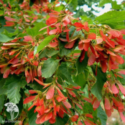 Клён татарский