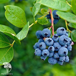 Голубика высокорослая Аврора