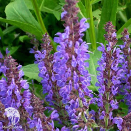 Набор для мяса тимьян Голден Лемон + шалфей Руген