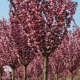 Вишня мелкопильчатая Роял Бургунди