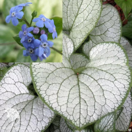 Бруннера крупнолистная Сильвер Харт