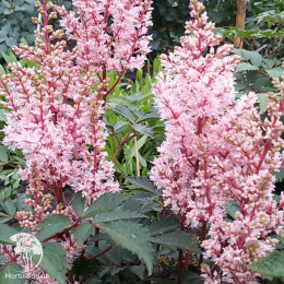 Астильба японская Лук эт Ми