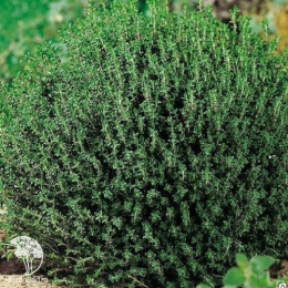 Набор для мяса тимьян Фредо Стронг + шалфей Карадонна Компакт