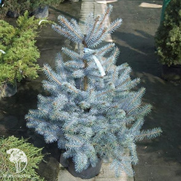 Ель колючая Блу Даймонд